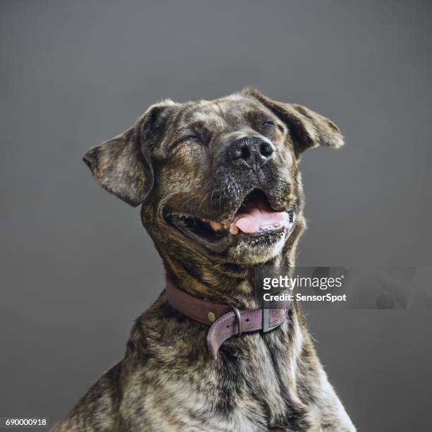 perro con expresión humana - animal teeth fotografías e imágenes de stock