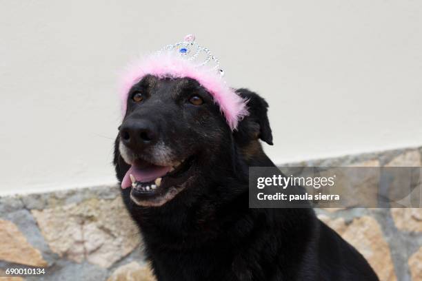 princess - german shepherd teeth stock pictures, royalty-free photos & images