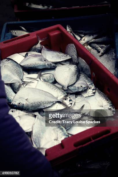 silver fish - louise tracy fotografías e imágenes de stock