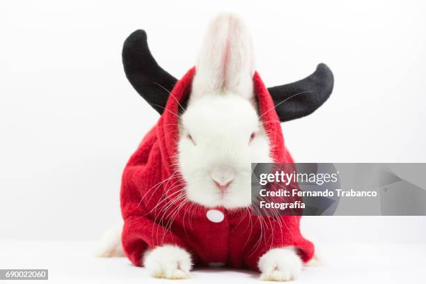 dwarf rabbit with horned disguise, oryctolagus cuniculus domesticus - easter bunny man stockfoto's en -beelden