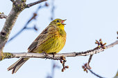 Yellowhammer singing on a spring tree with buds and flowers.