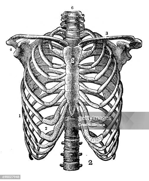 stockillustraties, clipart, cartoons en iconen met antieke gravure illustratie: ribbenkast - rib cage anatomy