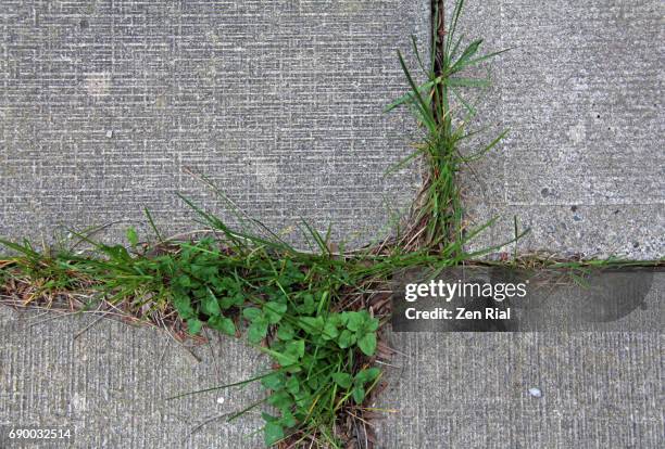 grass growing along joints of interlocking pavement - wildpflanze stock-fotos und bilder