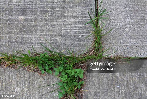 grass growing along joints of interlocking pavement - uncultivated fotografías e imágenes de stock