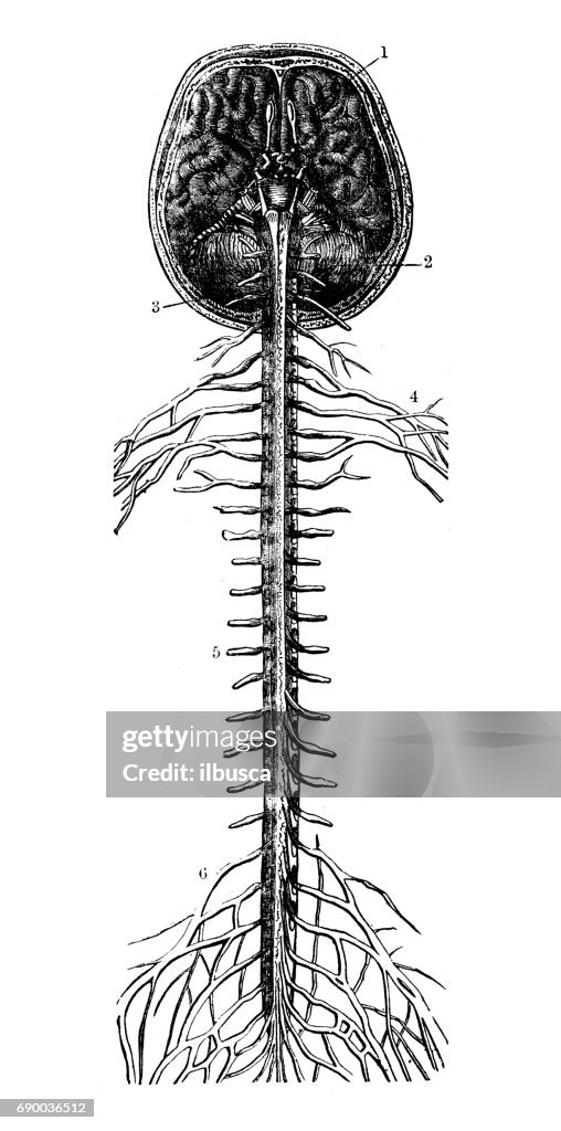 Antiguo grabado de la ilustración: la médula espinal y el cerebro