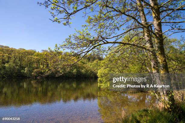 llyn mair, snowdonia national park, north wales, uk - alder tree stock pictures, royalty-free photos & images