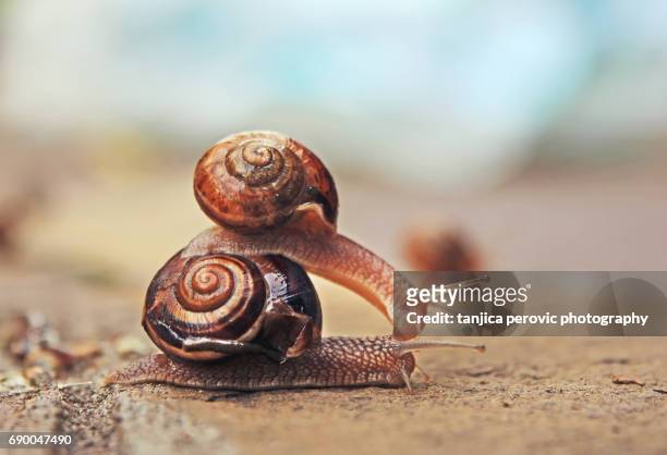 A Couple of Snails