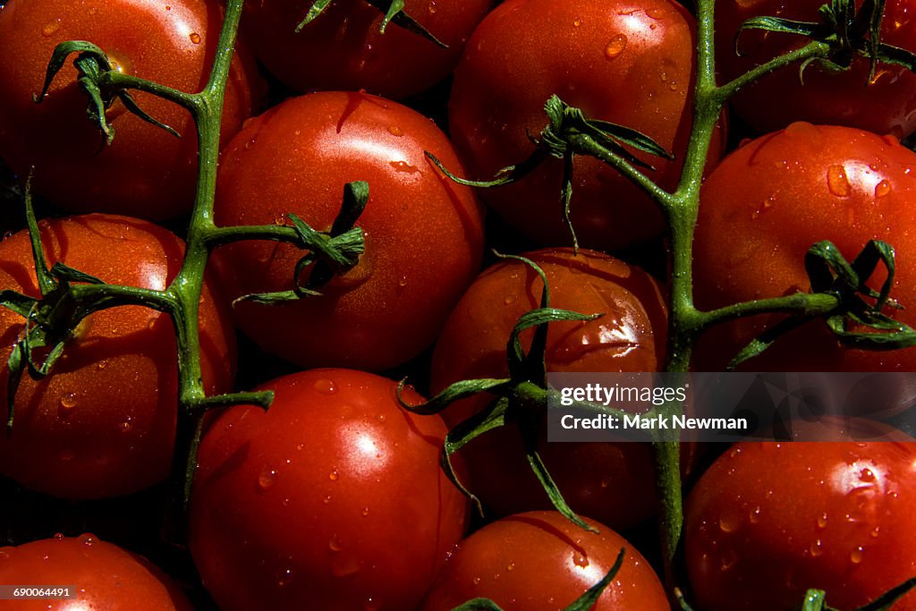 Large vine tomatoes