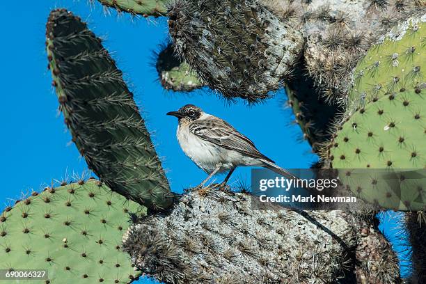 galapagos mockingbird - galapagos mockingbird stock pictures, royalty-free photos & images