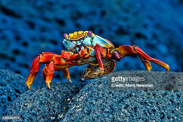sally lightfoot crab - îles galapagos photos et images de collection
