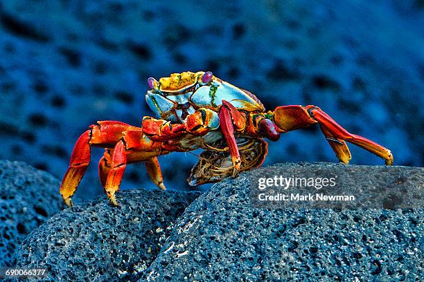 sally lightfoot crab - unesco world heritage site natural stock pictures, royalty-free photos & images