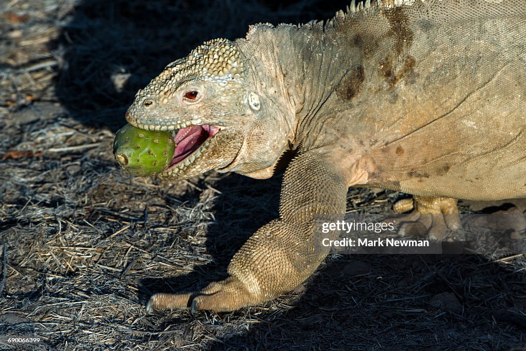 Galapagos Land Iguana