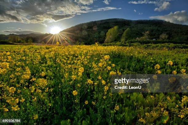fraser valley at sunset in springtime, abbotsford, bc, canada - abbotsford canada stock pictures, royalty-free photos & images