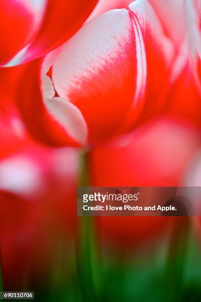 tulip - 抽象的 imagens e fotografias de stock