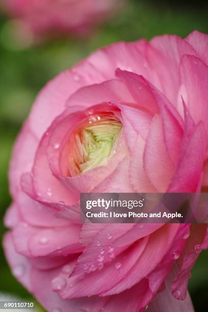 ranunculus - 濡れている stock pictures, royalty-free photos & images