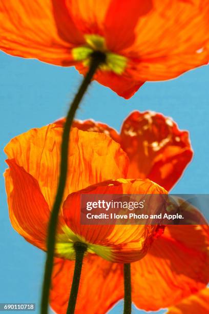 poppy - オレンジ色 stock pictures, royalty-free photos & images