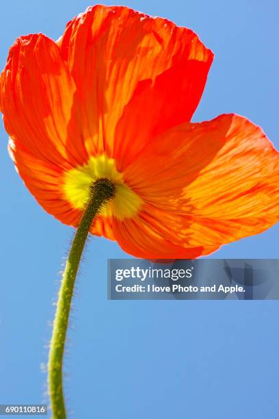 poppy - オレンジ色 fotografías e imágenes de stock