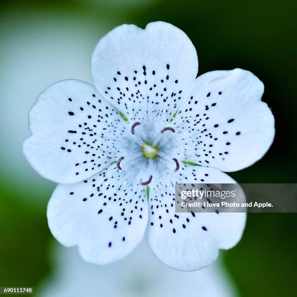 nemophila - 真俯瞰 stockfoto's en -beelden