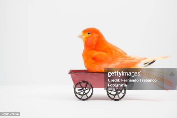 pretty bird with nest inside a wheelbarrow - canary egg stock pictures, royalty-free photos & images