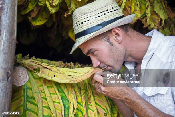 mid volwassen man ruiken tabaksbladeren in schuur - vinales stockfoto's en -beelden