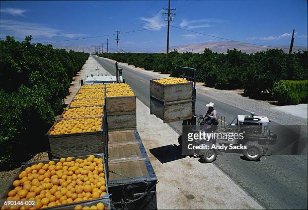usa,california,visalia,fork lift loading oranges onto trailer - orange california foto e immagini stock