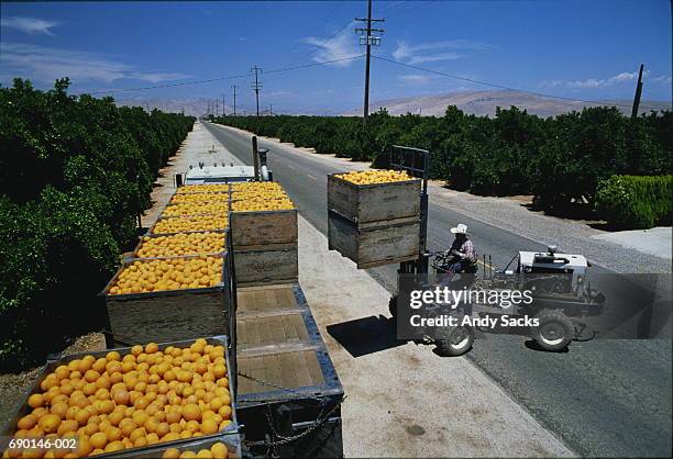 usa,california,visalia,fork lift loading oranges onto trailer - orange california stock pictures, royalty-free photos & images