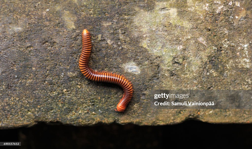 Millipede / Myriapod