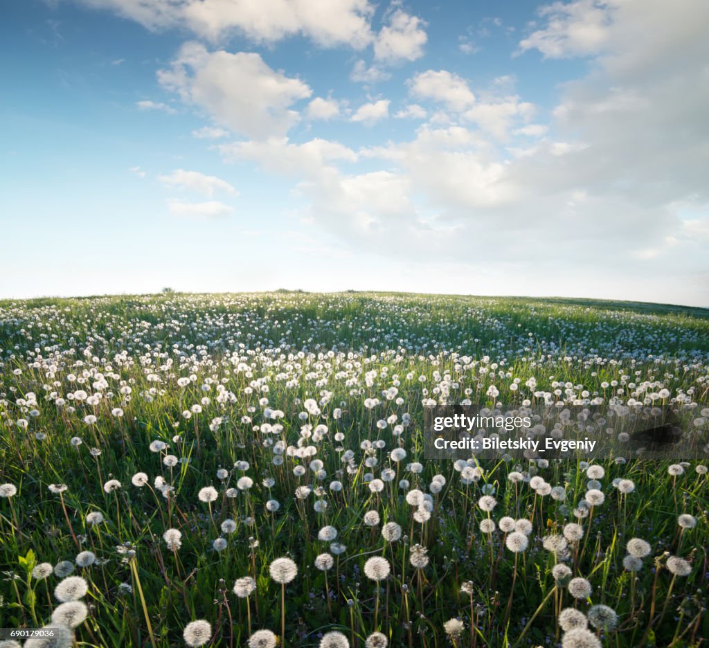 Campo Con Flores En La Primavera Hermoso Paisaje Natural Foto de stock - Getty Images Campo Con Flores En La Primavera Hermoso Paisaje Natural Foto de stock - Getty Images