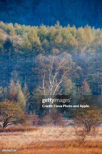 odashirogahara morning scenery - 栃木県 stock pictures, royalty-free photos & images