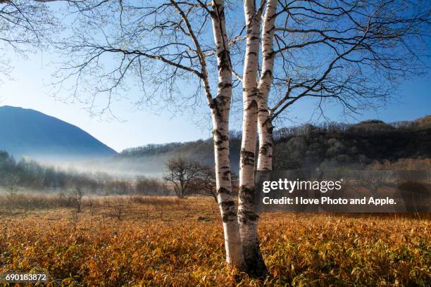 odashirogahara morning scenery - 関東地方 個照片及圖片檔