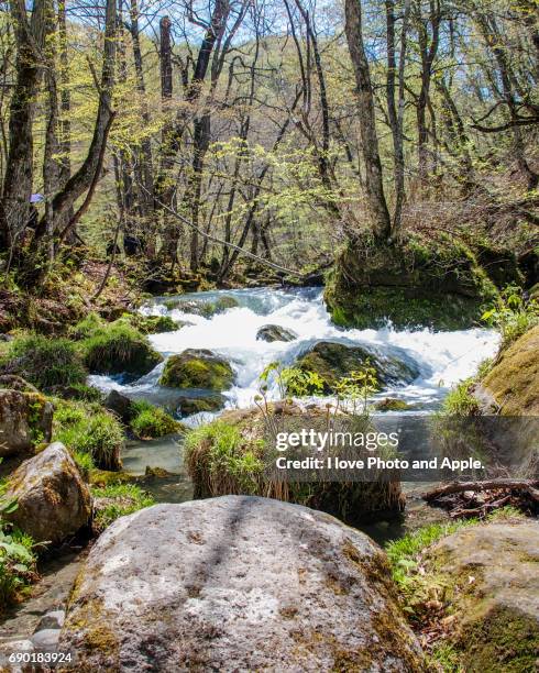 oirase spring scenery - 十和田市 stock pictures, royalty-free photos & images