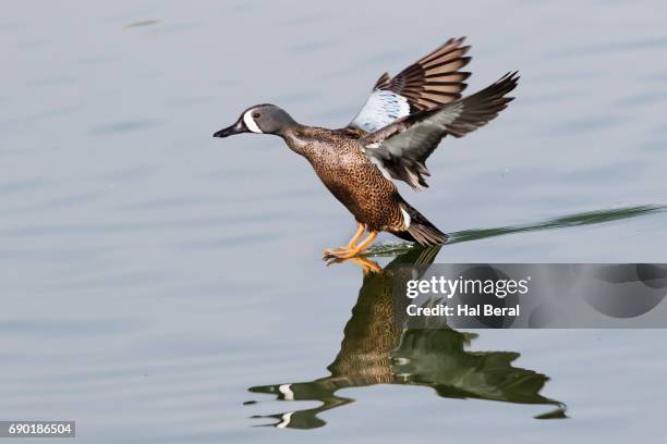 blue-winged teal duck male skids to a stop - teal anas discors birds stock pictures, royalty-free photos & images