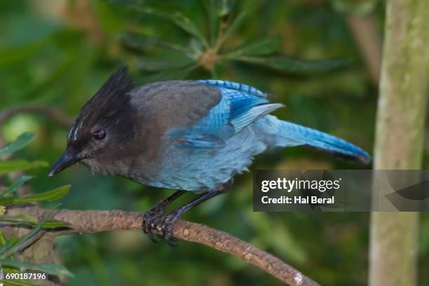 Stellar Jays Photos and Premium High Res Pictures - Getty Images
