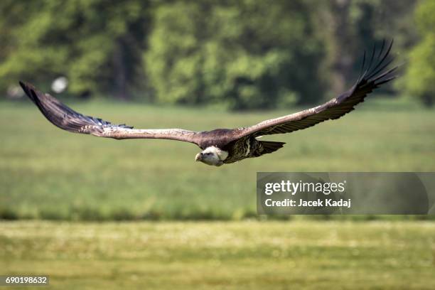 ruppell's griffon vulture - ruppells griffon vulture stockfoto's en -beelden