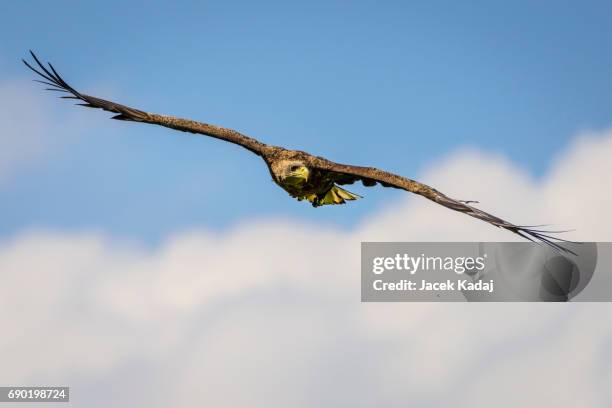 the white-tailed eagle - saker falcon falco cherrug stock pictures, royalty-free photos & images