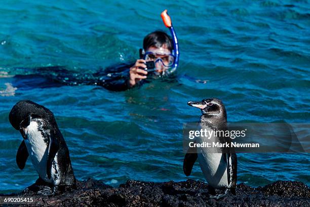 snorkeler and galapagos penguins - galapagos penguin fotografías e imágenes de stock