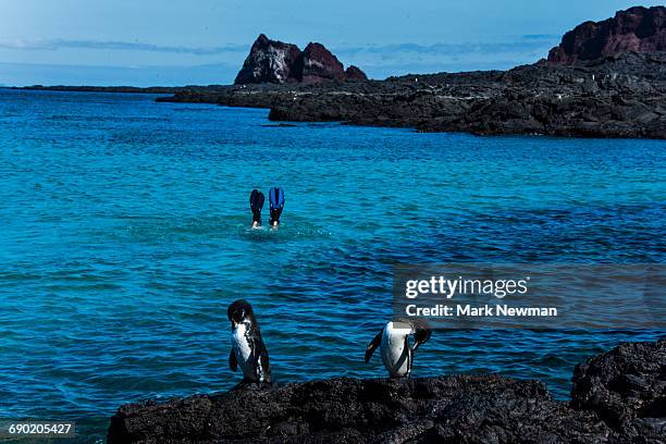 snorkeler and galapagos penguins - galapagos penguin fotografías e imágenes de stock