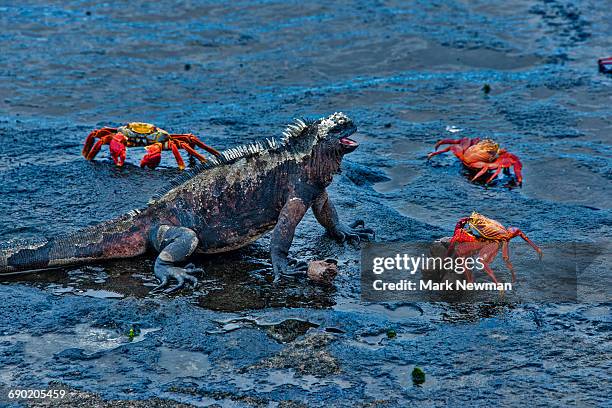 marine iguana and sally lightfoot crabs - galapagos stockfoto's en -beelden