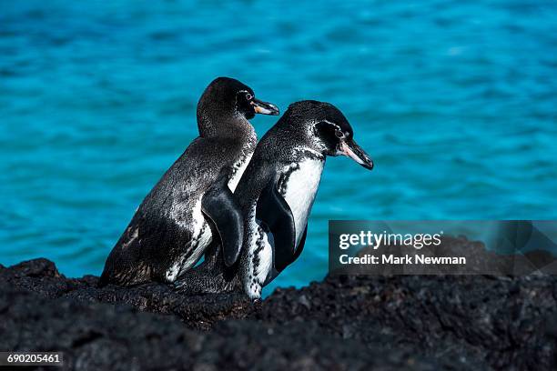 galapagos penguins - galapagos penguin fotografías e imágenes de stock