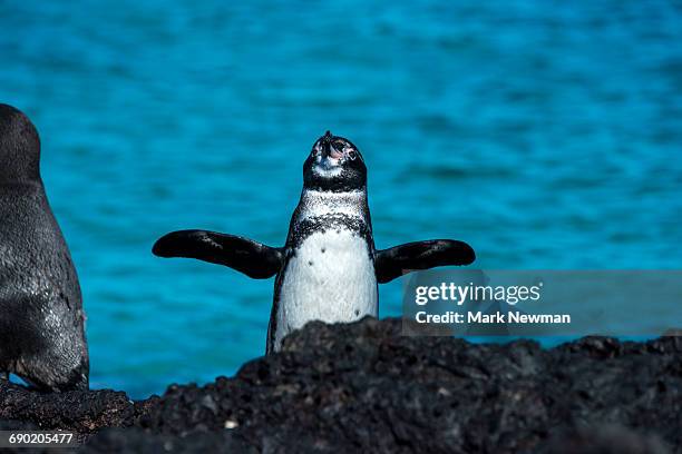 galapagos penguins - spread wings stock pictures, royalty-free photos & images