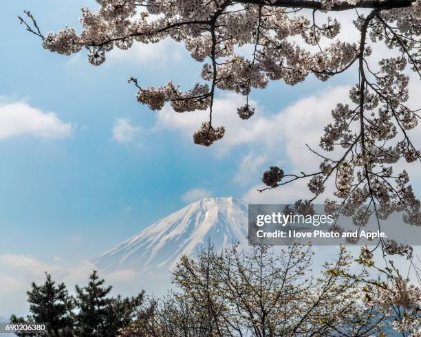 fuji and sakura - 深い雪 stock pictures, royalty-free photos & images