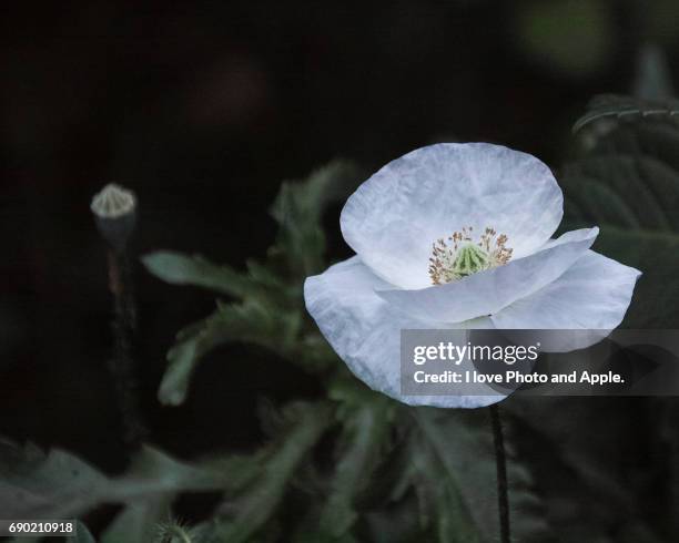 shirley poppy - 幻想 - fotografias e filmes do acervo