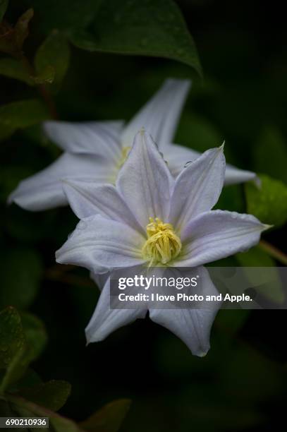 clematis - 濡れている stock pictures, royalty-free photos & images