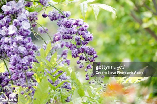 wisteria - 写真 stock-fotos und bilder