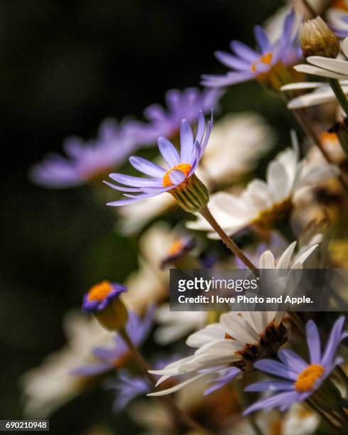 blue daisy - 写真 stock pictures, royalty-free photos & images
