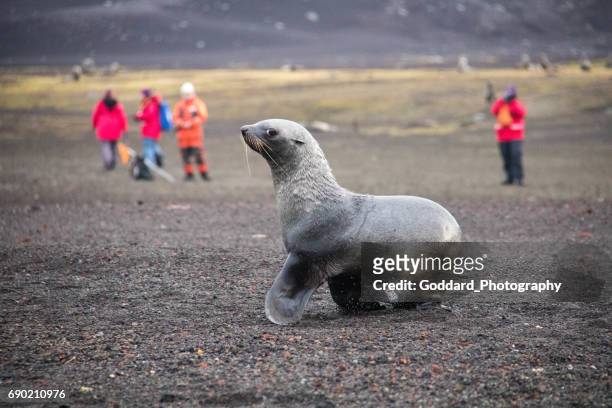 antarctica: deception island - antarctic fur seal stock pictures, royalty-free photos & images