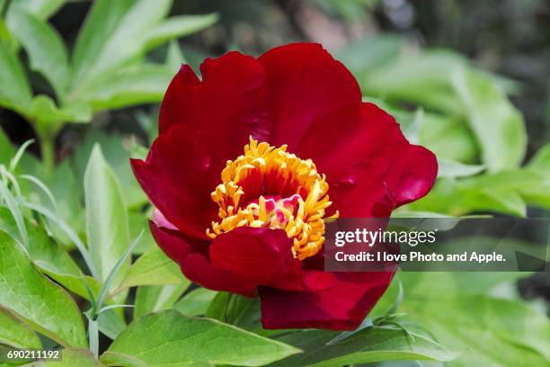 peony - ワインレッド stock pictures, royalty-free photos & images