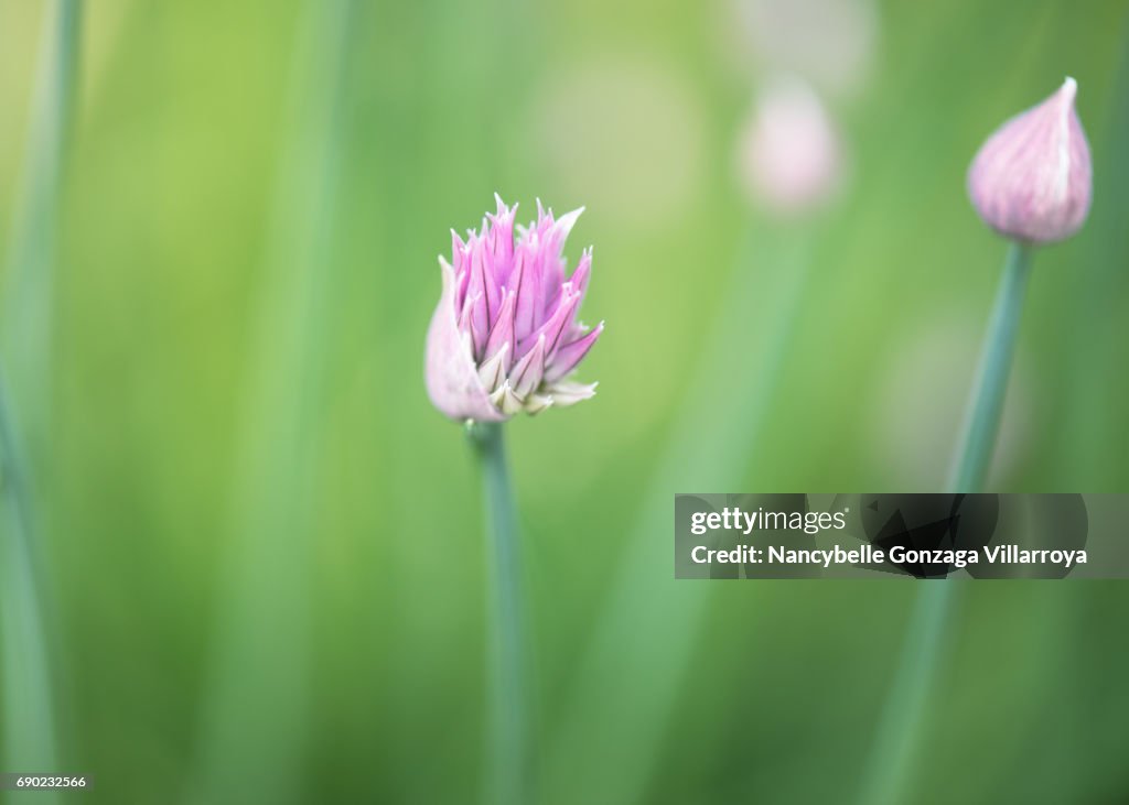 Chive