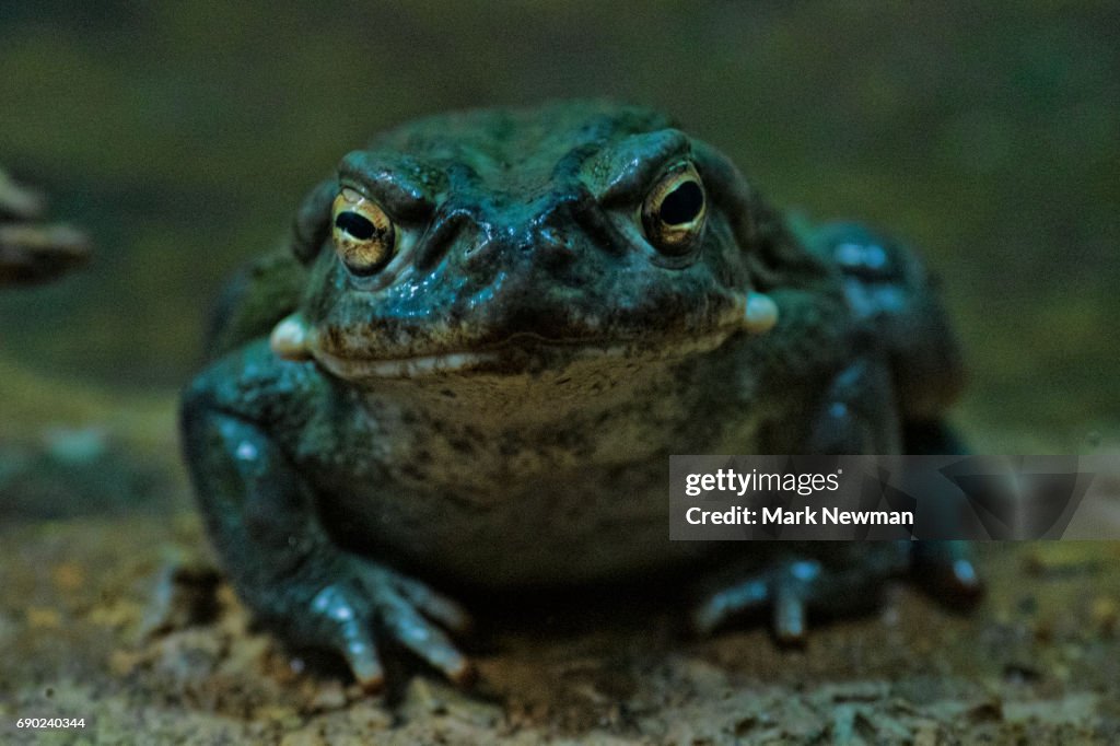 Sonoran Desert Toad