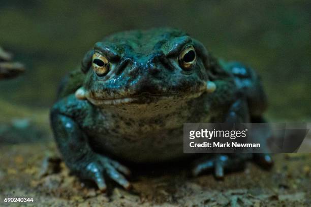 sonoran desert toad - bufo toad stock pictures, royalty-free photos & images